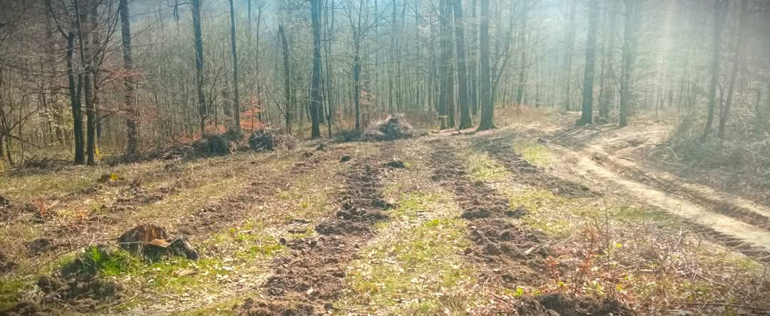 Plantare puieți — reîmpădurire
