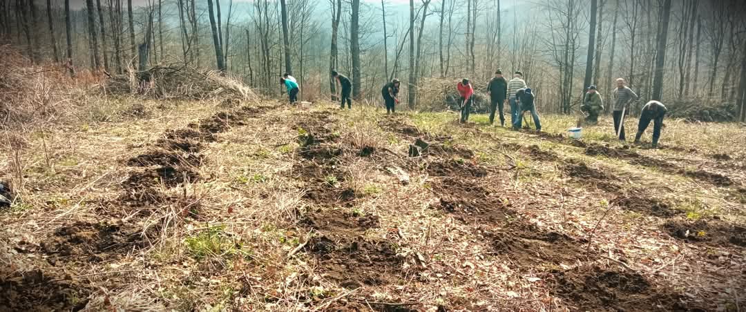 Lucrări forestiere — toaletare arbori